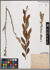 Salix aurita L. x Salix viminalis L.